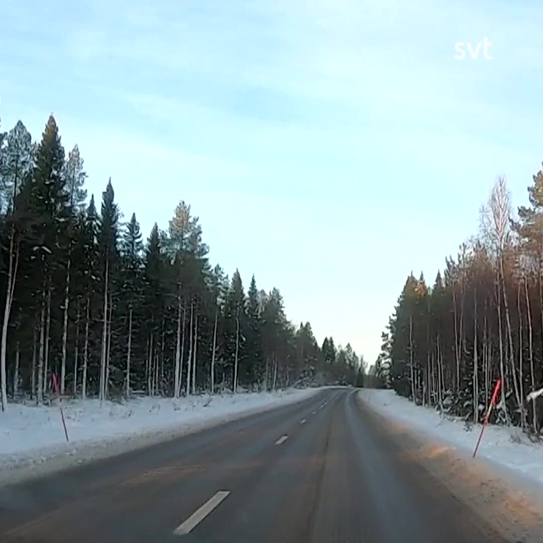 Rådjur går i dödsfälla i Luleå – jägare varnar för stödmatning